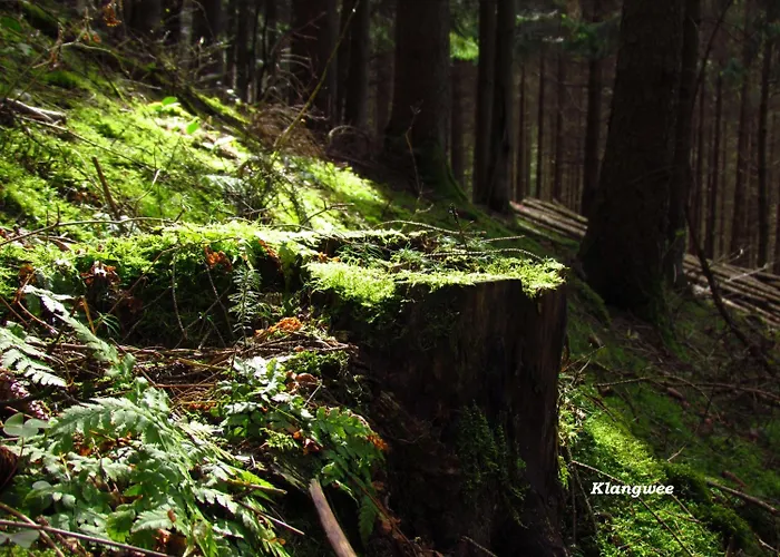 Restaurant Des Ardennes Hotel 3*